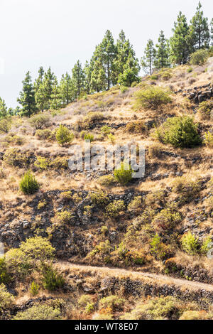 Wanderwege und Pfade durch Barrancos und Kiefernwald in der Araya Gegend von Teneriffa, Kanarische Inseln, Spanien Stockfoto