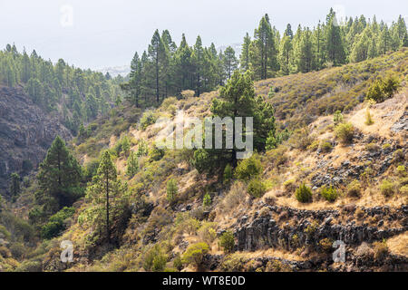 Wanderwege und Pfade durch Barrancos und Kiefernwald in der Araya Gegend von Teneriffa, Kanarische Inseln, Spanien Stockfoto