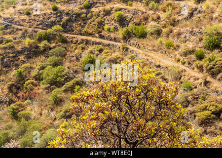 Wanderwege und Pfade durch Barrancos und Kiefernwald in der Araya Gegend von Teneriffa, Kanarische Inseln, Spanien Stockfoto