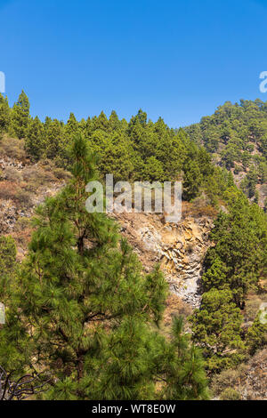 Wanderwege und Pfade durch Barrancos und Kiefernwald in der Araya Gegend von Teneriffa, Kanarische Inseln, Spanien Stockfoto