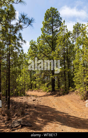 Wanderwege und Pfade durch Barrancos und Kiefernwald in der Araya Gegend von Teneriffa, Kanarische Inseln, Spanien Stockfoto