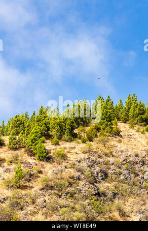 Wanderwege und Pfade durch Barrancos und Kiefernwald in der Araya Gegend von Teneriffa, Kanarische Inseln, Spanien Stockfoto