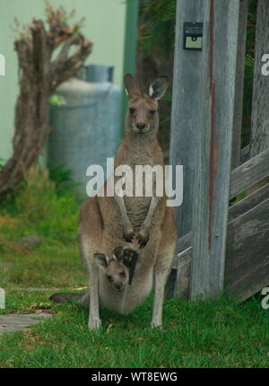 Weibliche Känguru im Hof mit einem Joey im Beutel | close up * Känguru trägt ein Junge in seinem Beutel | Nahaufname Stockfoto
