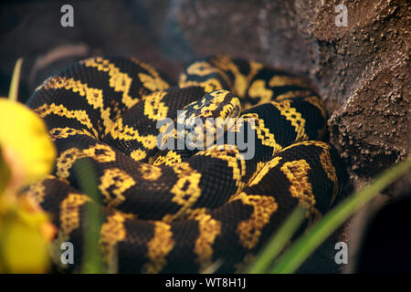 Dschungel teppichpython Schlange in gut ausgestatteten Terrarium. Morelia spilota nicht giftige Schlangenarten genießt Wärme seines Glas Terrarium. Stockfoto