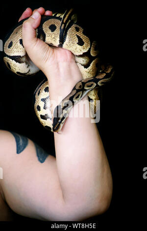 Weibliche Hände mit Royal Python Schlange. Frau hält Ball Python Schlange in die Hände. Exotischen tropischen kaltblütige Reptilien Tier, Python regius. Stockfoto