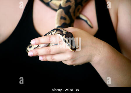 Weibliche Hände mit Royal Python Schlange. Frau hält Ball Python Schlange in die Hände. Exotischen tropischen kaltblütige Reptilien Tier, Python regius. Stockfoto