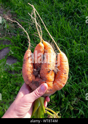 Merkwürdig aussehende komisch mutierten unebenen Karotten in der Hand im Freien, grünen Gras im Hintergrund. Abgelehnt Essen in Märkten speichert Konzept. Niedrige Qualität Lebensmittel. Stockfoto