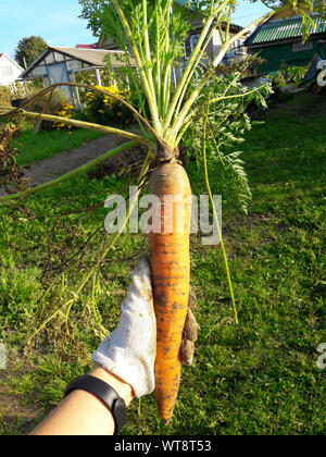 Merkwürdig aussehende komisch mutierten unebenen Karotten in der Hand im Freien, grünen Gras im Hintergrund. Abgelehnt Essen in Märkten speichert Konzept. Niedrige Qualität Lebensmittel. Stockfoto