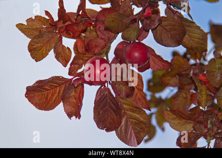 Plume Baum mit reifen roten Früchten und rot-braune Blätter Stockfoto