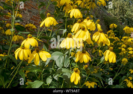 Nahaufnahme von Gelben Kegelblumen Blumenblüten im Sommer (rudbeckia laciniata Herbston) im Garten England Vereinigtes Königreich Großbritannien Stockfoto