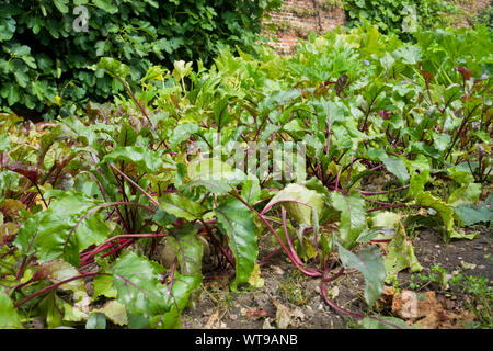 Rote Bete Boltardy (beta vulgaris) Gemüsepflanzen wachsen auf einer Zuteilung im Sommer England Vereinigtes Königreich GB Großbritannien Stockfoto