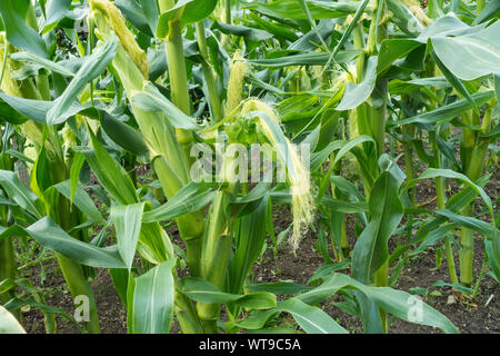 Nahaufnahme von jungen Sweetcorn Schnelle Ernte Gemüsepflanzen wachsen in einer Gartenzuteilung im Sommer England UK Vereinigtes Königreich GB Großbritannien Stockfoto