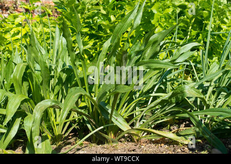 Schwarzwurzeln (Tragopogon porrifolius) „Sandwich Island“ pflanzliche Wurzelpflanzungen, die auf einer Gartenfläche wachsen England Großbritannien Stockfoto