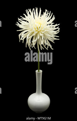 Weiß Cactus Dahlien in einer Vase auf schwarzem Hintergrund Stockfoto