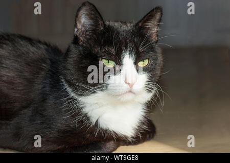 Schwarze Katze auf dem Boden zu Hause. Süße schwarze Katze mit weißem Gesicht und rosa Nase, grüne Augen Stockfoto