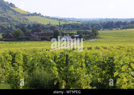 Muller Thurgau (Vitis vinifera 'Muller - Thurgau') Trauben, Denbies Wine Estate, Dorking, Surrey Hills, North Downs, England, Großbritannien, Großbritannien, Europa Stockfoto