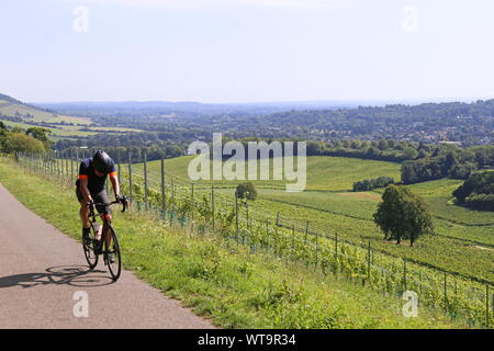 Radfahren durch Denbies Wine Estate, Dorking, Surrey Hills, North Downs, England, Großbritannien, Großbritannien, Europa Stockfoto
