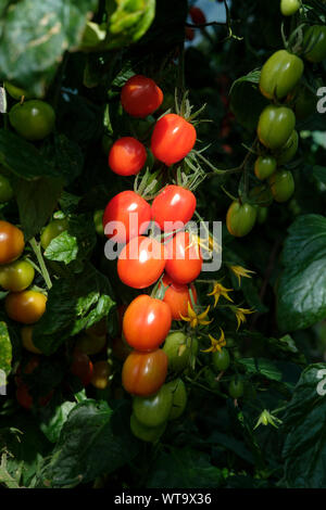 Solanum Lycopersicum - Baby plum Tomaten reifen an der Pflanze, am Anfang September, Surrey, Großbritannien Stockfoto