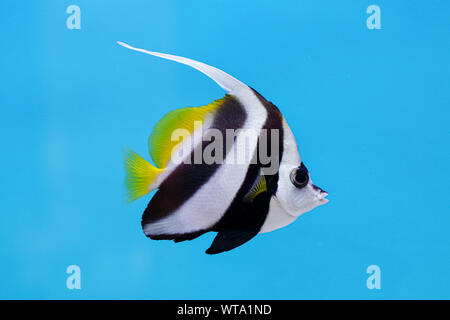 Longfin oder Riff Wimpelfische/Wimpel coralfish/Kutscher (heniochus Acuminatus) auf blauem Hintergrund, beheimatet in Indopazifischen Bereich Stockfoto