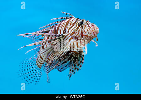 Feuerfische, Zebrafisch, Turkeyfish, Firefish, Schmetterling - Cods (Pterois sp.) Eine giftige marine Fisch auf blauem Hintergrund Stockfoto