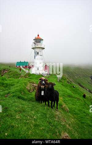 Herde Schafe weiden in der Nähe Leuchtturm im Dorf auf Nebeligen Felsen auf den Färöer Inseln Stockfoto