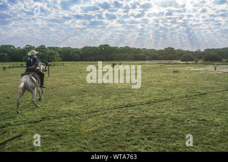 Pantaneiro auf einem weißen Pferd entlang der Feuchtgebiete Stockfoto