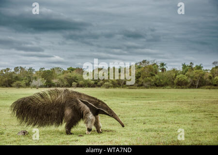 Giant anteater Wandern im brasilianischen Pantanal Feuchtgebiet Stockfoto