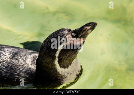 Pinguin Schwimmen in der Sonne an der Zoo von Newquay in Cornwall, Großbritannien Stockfoto