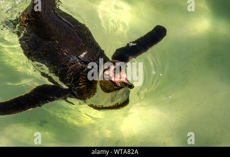 Pinguin Schwimmen in der Sonne an der Zoo von Newquay in Cornwall, Großbritannien Stockfoto