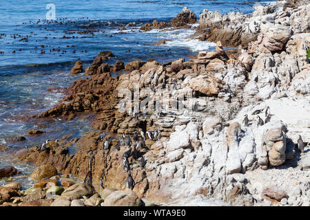 Überblick über die afrikanische Pinguin (Spheniscus demersus) Kolonie in Stony Point Nature Reserve, Noordwijk, Betty's Bay, Western Cape, Südafrika Stockfoto