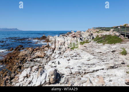 Promenade an der afrikanische Pinguin (Spheniscus demersus) Kolonie in Stony Point Nature Reserve, Betty's Bay, Overberg, Western Cape, South Afric Stockfoto