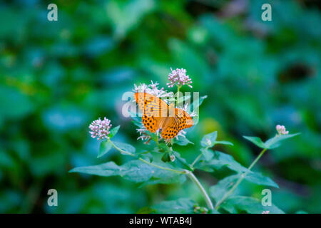 Eine silberne gewaschen Fritillaryschmetterling im provenzalischen Drôme Frankreich Stockfoto