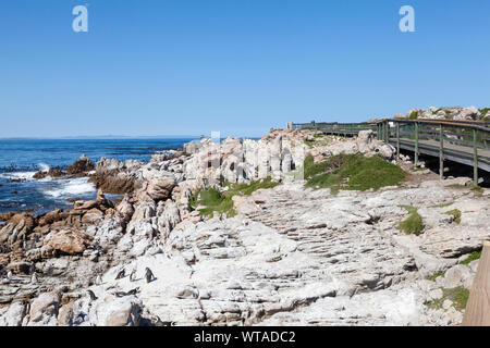 Promenade an der afrikanische Pinguin (Spheniscus demersus) Kolonie in Stony Point Nature Reserve, Betty's Bay, Overberg, Western Cape, South Afric Stockfoto