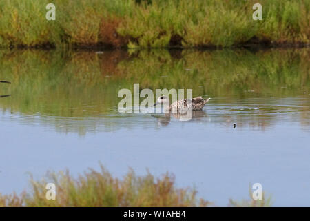Marmelente (Marmaronetta Angustirostris) Stockfoto