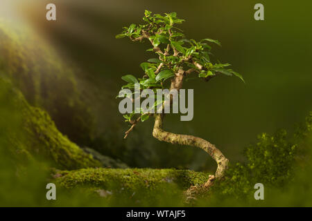 Digitale Hintergrund mit Bonsai Baum in der Natur mit Moos Stockfoto