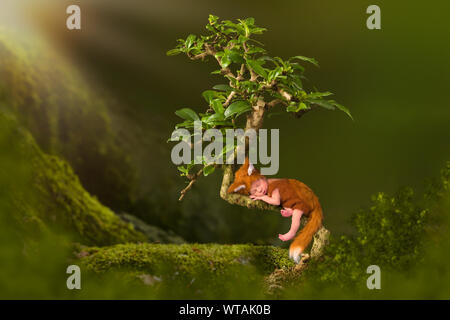 Baby in cute fox Outfit schlafen in einem Bonsai Baum Stockfoto