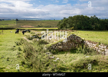 Ruinen von aesica Roman Fort in Northumberland Landschaft in der englischen Grenzen Great Chesters auf der Linie der Hadrian's Wall Long distance Trail Stockfoto