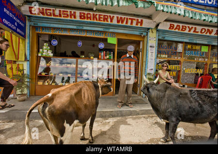 Kühe, Touristen und Bäckerei Anbieter Interaktion in den Straßen von Leh Stockfoto