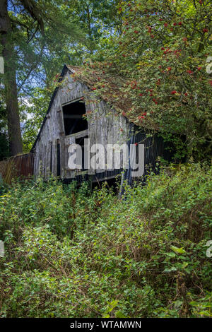 Ruinen von landwirtschaftlichen Gebäuden in der englischen Landschaft zurück zur Natur - verlassene und verfallene Ruine Scheune von Vegetation und Bäume bewachsen Stockfoto