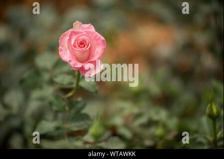 Single rosa Rose im Königreich der Blumen Stockfoto