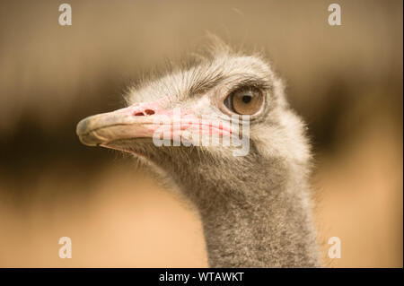 Strauß Stockfoto