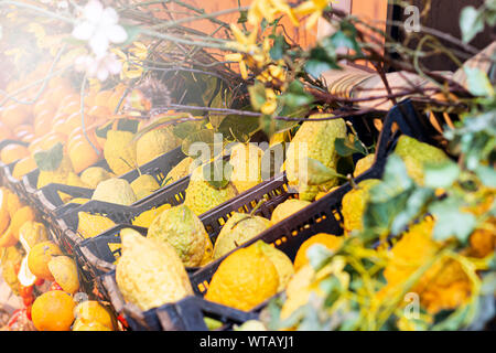 Gruppe der Sizilianischen Zitrusfrüchte. Orangen, Zitronen für den Verkauf in Kunststoffbehältern. Sommer Saison Stockfoto