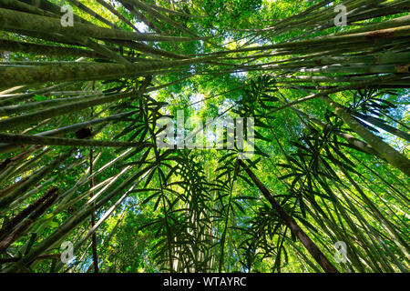 Üppige Bambus und Palmen im Khao Sok Regenwald, Thailand Stockfoto