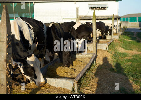 Gruppe der Kühe Essen auf einem Bauernhof in Galizien, Spanien Stockfoto