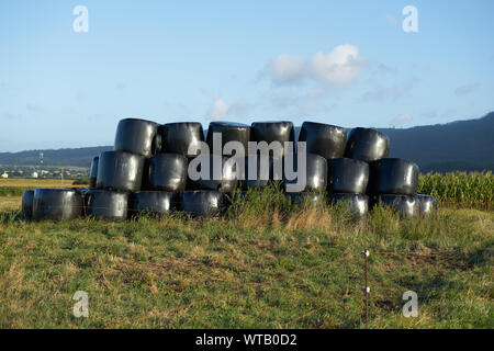 Gruppe von verpackten Heu auf schwarzem Kunststoff auf einem Feld in Galizien, Spanien Stockfoto