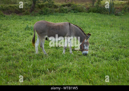 Esel auf einer Rasenfläche Stockfoto
