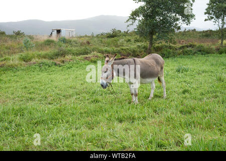 Esel auf einer Rasenfläche Stockfoto