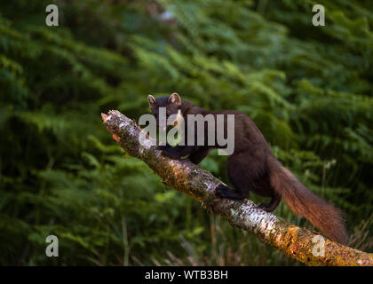 Baummarder (Martes martes), Morvern Schottland Stockfoto