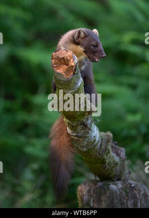 Baummarder (Martes martes), Morvern Schottland Stockfoto