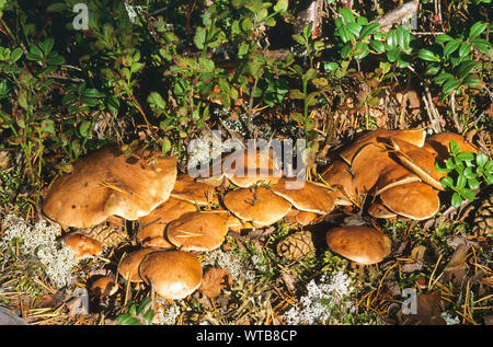 Kuh-Röhrling, Kuhröhrling, Kuhpilz, Suillus bovinus, Jersey Kuh Pilz, bolet des bouviers Stockfoto
